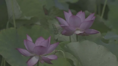 Close-Up Deep Pink Lotus Flower Green Leaves Stock-Footage 343696236