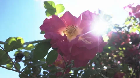 Close-up of deep-pink rose flowers, Rosa moyesii swaying in breeze against blue Stock Footage 331968595