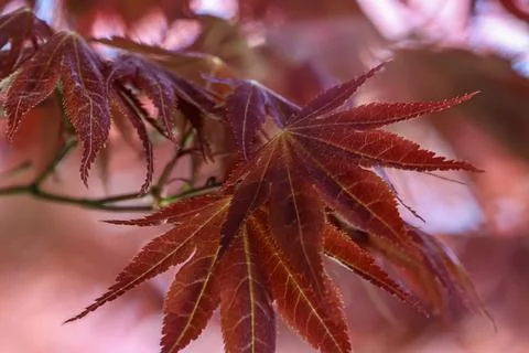 Close-up of deep red Japanese maple leaves with intricate veining and serra.. Stockfoto's