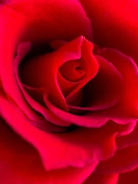 Close up of a deep red rose bloom, macro photography for romantic concepts and Foto stock