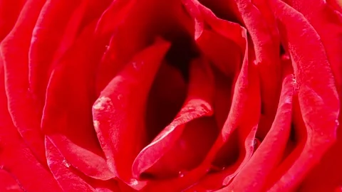 A close-up of a deep red rose grown in a garden. Stock Footage 251527270