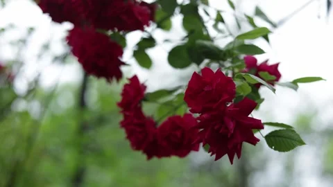 Close-up of deep red roses blooming on a branch with green leaves Stockbeeldmateriaal 337133281