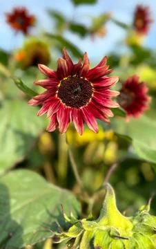 Close-up of a deep red sunflower with a dark center blooming in a field wit.. Photos