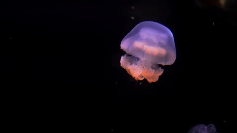 Close up deep water dive jellyfish moving through the waters Stock Footage 119323918