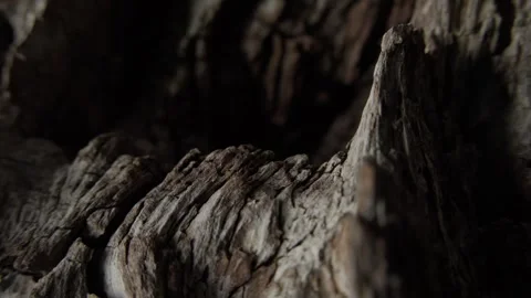 Close-up of Deep Wood Grain and Textures Stock Footage 291944070