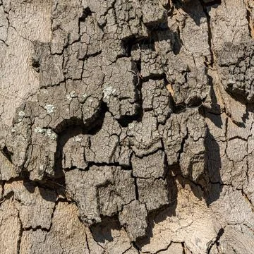 Close-Up of Deeply Cracked Tree Bark with Shadowed Texture and Lichen Accents Foto stock
