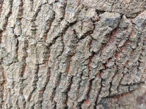 Close-up of Deeply Textured Weathered Tree Bark Foto stock