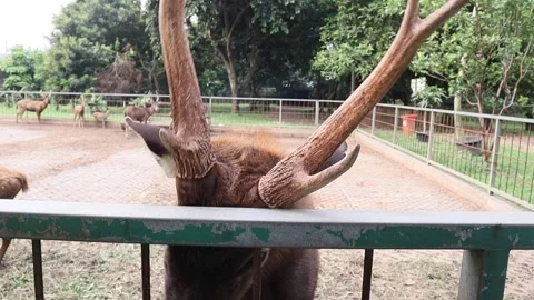 Close up deer antler head scractching on the fence Video stock 245300501