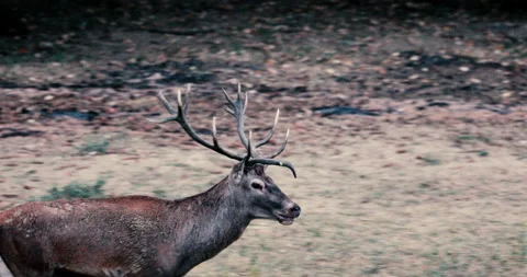 Close-up of a deer with antlers Видео 140271855