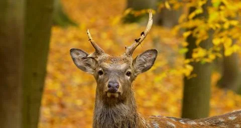 A close-up of a deer in an autumn forest Stock Photos