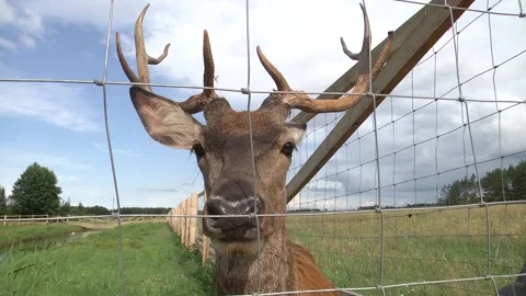 Close-up of a deer behind a fence, wire mesh Video stock 120938484