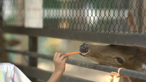 A close up of a deer being fed Stock Footage 266933518