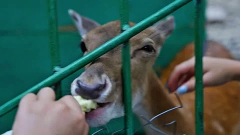 Close Up of Deer Being Hand Fed Through Enclosure Fence 库存影片 332965223