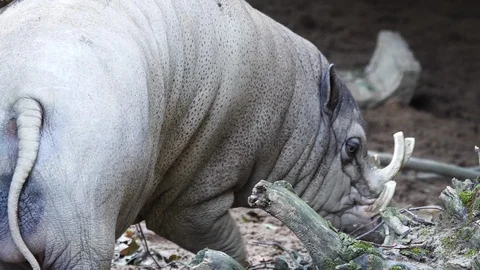 Close up of deer boar Stock Footage 117817218