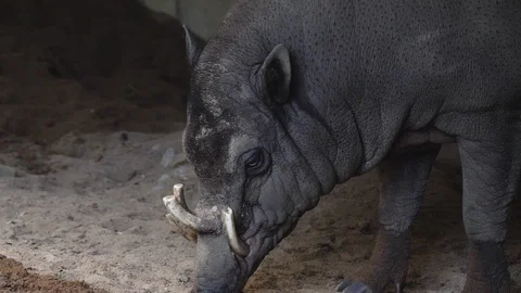 Close up of deer boar Stock Footage 117817389