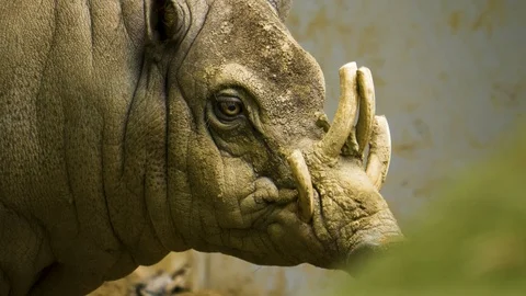 Close up of deer boar head Stock Footage 117092784