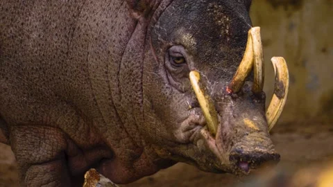 Close up of deer boar pig Video stock 144059576