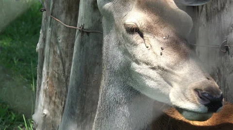Close up on deer in captivity 4K Stock Footage 68163478