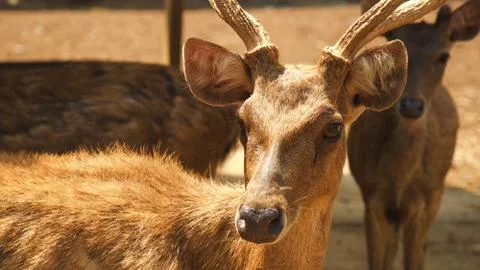 Close up deer. Close deer face. Stock Photos