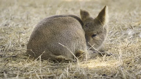 Close Up of a Deer Curled Up and trying to sleep Stock Footage 329116813