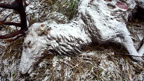 Close-up of a deer that died naturally in winter. Animal death in the wild. Stock Footage 324581392