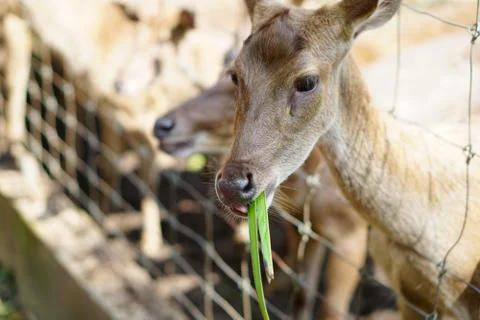 Close up Deer eating a grass inside a petting zoo. Stock Photos