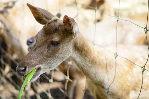 Close up Deer eating a grass inside a petting zoo. Stock Photos