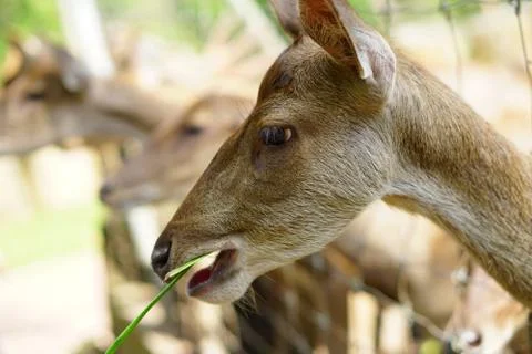 Close up Deer eating a grass inside a petting zoo. Fotos de archivo