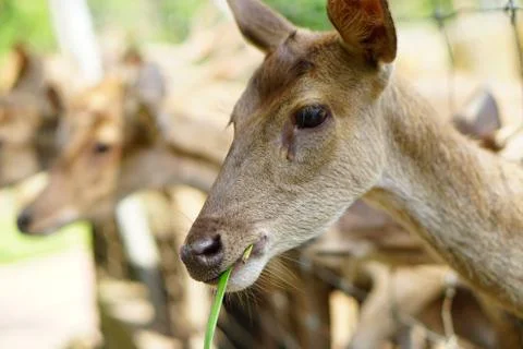 Close up Deer eating a grass inside a petting zoo. Stock Photos