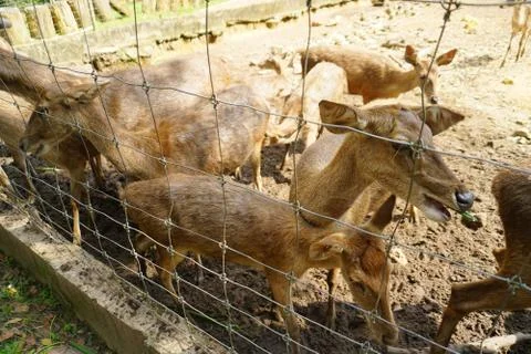 Close up Deer eating a grass inside a petting zoo. Stock Photos