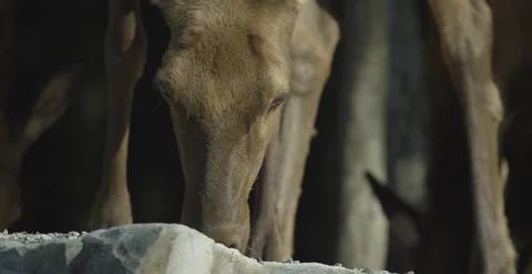 CLose up deer eating with herd Stock Footage 146148132