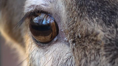 Close up of deer eye Video stock 122180821