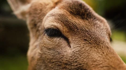 Close-up of a deer eye resting calmly Stock Footage 324573539