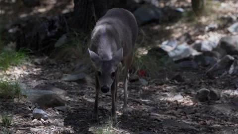 Close up of a deer feeding in the forest Stock Footage 275721535