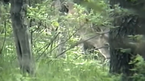 Close Up Of Deer Feeding In The Forest - Handheld Video stock 100091109