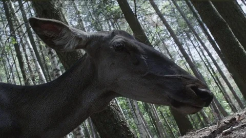 Close up of a Deer that Feeds Stock Footage 77338072