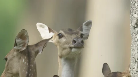 Close Up of Deer Stock Footage 211853378