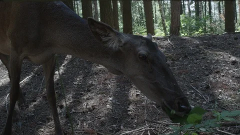 Close up of a Deer in a Forest, Feeding Stock Footage 93244882