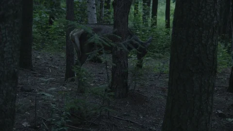 Close-Up of Deer in the Forest Stock Footage 93184135