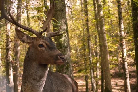 A close-up of a deer in the forest. 스톡 사진