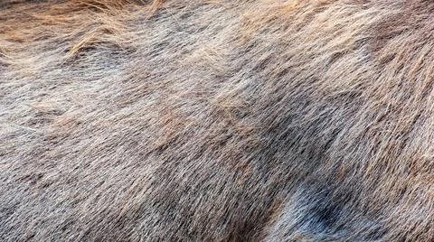 Close-up deer fur texture. Stock Photos