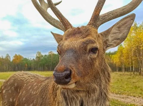 Close-up of a deer with large antlers looking closely at the camera Stock Photos