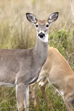 Close up of deer looking at camera. Stock Photos
