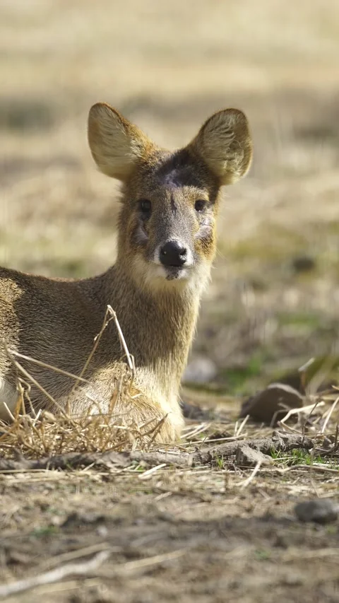 Close Up of a Deer looking at the camera (Vertical) Stock Footage 329119740
