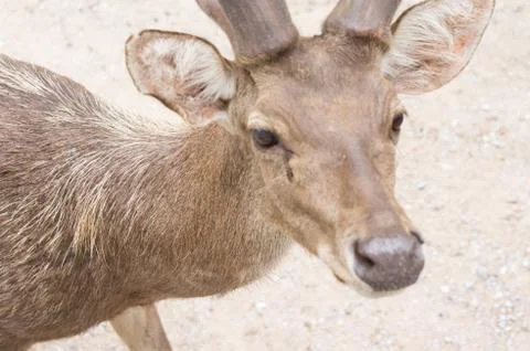 Close up deer Stock Photos