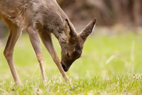 Close up of a deer Foto stock