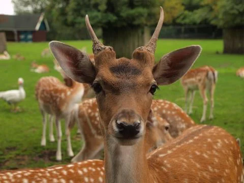 Close-up of a deer Stock Photos
