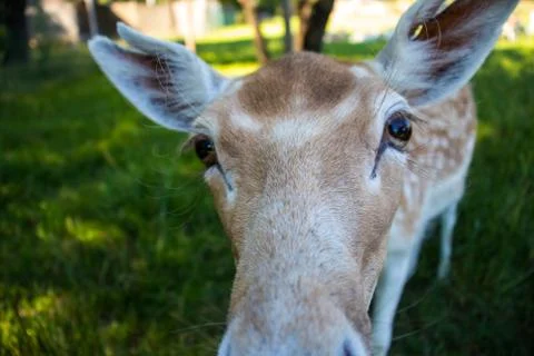 Close-up.Deer. Stock Photos