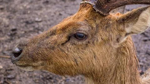 Close Up of Deer Stock Photos
