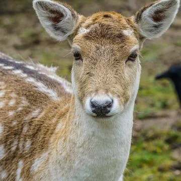 Close up of a deer 库存照片